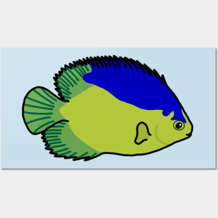 Colin’s Angelfish Posters and Art